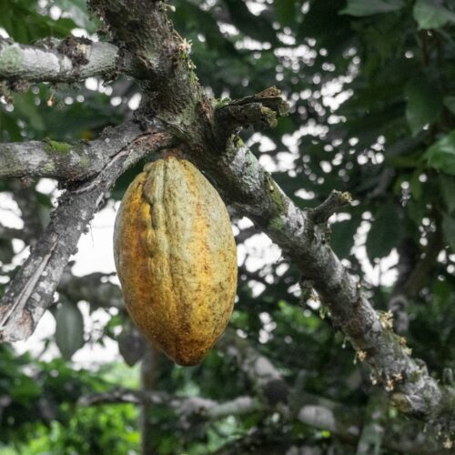 Cocoa farm experience in Ghana