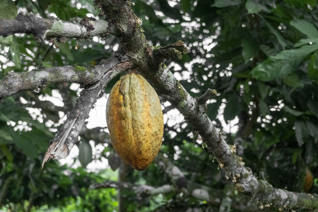 Cocoa farm experience in Ghana