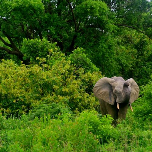 Elephant safari experience