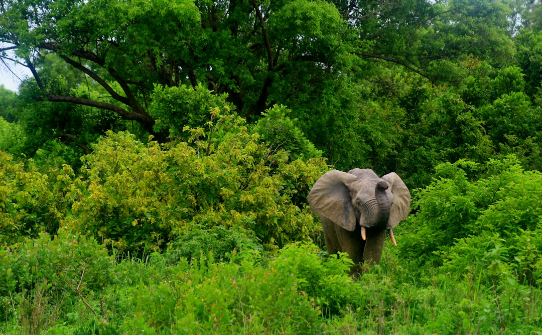 Elephant safari experience